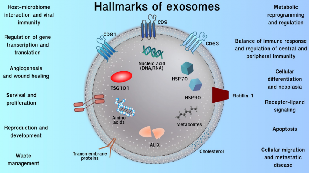 Exosomeกรุงเทพ